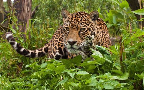 Beauty Cute Amazing Animal Wild Animal Leopard In Green Jungle