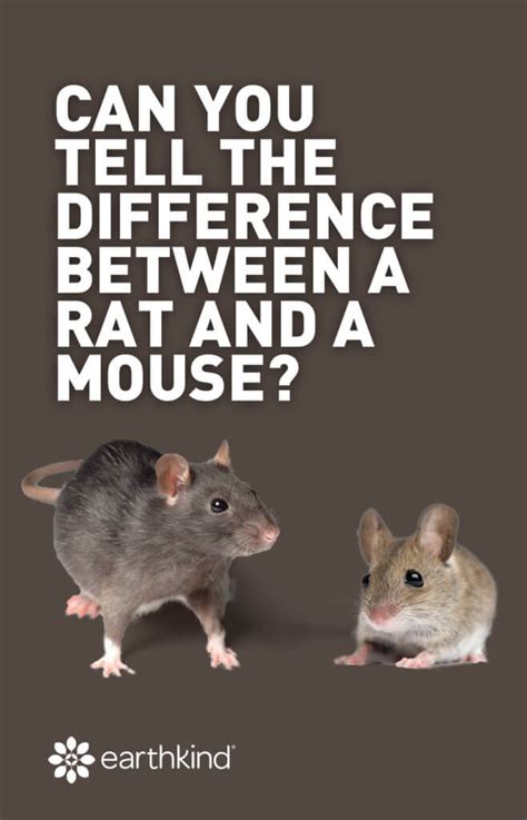 Mouse Vs Rat What Are The Differences And How To Identify