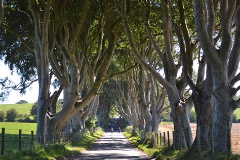 The Dark Hedges Northern Ireland