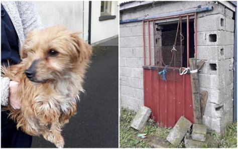Carlow Woman Banned From Keeping Animals For Life For Leaving Dogs To