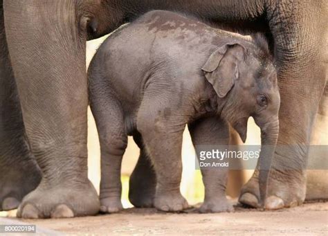 New Elephant Calf Named In Ceremony At Taronga Zoo Photos And Premium