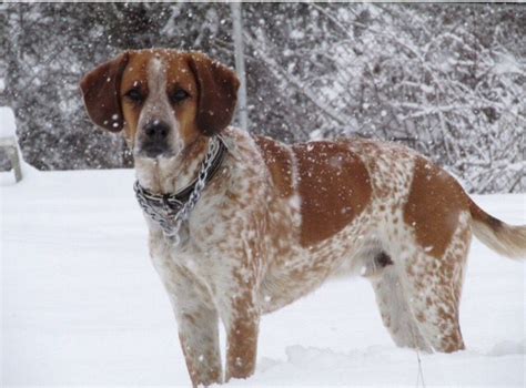 Red Tick Coonhound Mix Unique Dog Breeds Rare Dog Breeds Popular Dog
