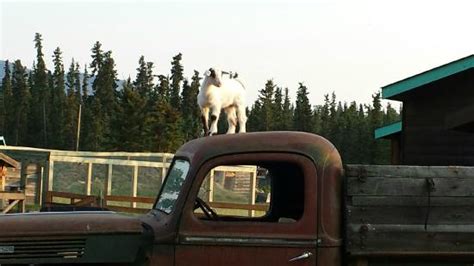 Caribou Crossing Trading Post Carcross Top Tips Travelers Talk About Tripadvisor