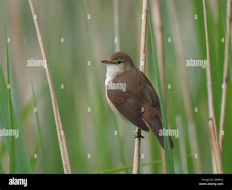 These Tiny Birds Migrate Thousands Of Miles To Breed In The Uk In Our