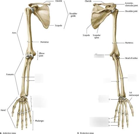 Lower Arm Bones Diagram Quizlet