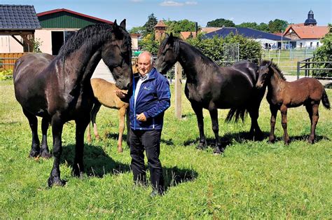 Klötze: Der Nesenitzer Detlef Elling ist ein Novum in der Pferdezucht