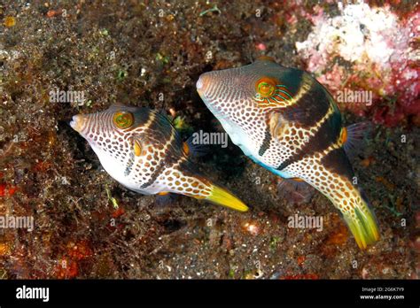 Puffer Fish Mating Hi Res Stock Photography And Images Alamy