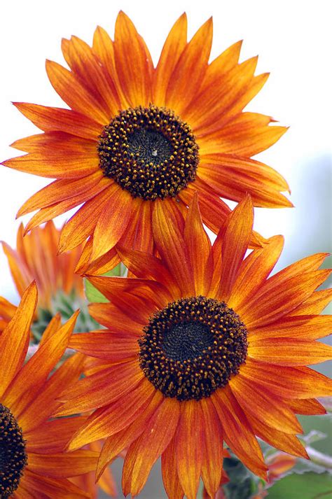 Orange Sunflower 2 Photograph By Amy Fose Fine Art America