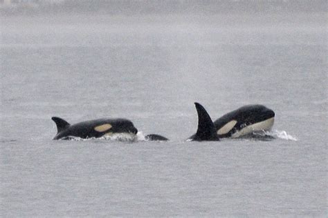 Transient Orcas Visit Vashon In Droves Vashon Maury Island Beachcomber
