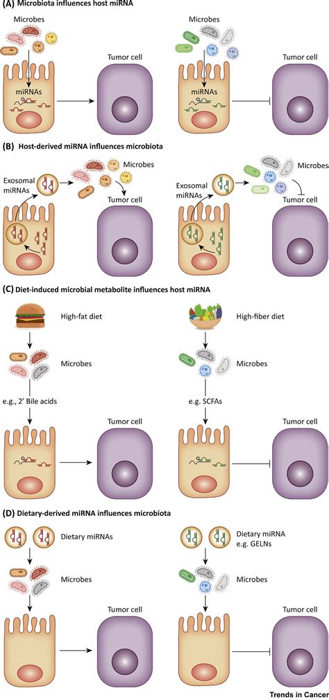 Mirnamicrobiota Interaction In Gut Homeostasis And Colorectal Cancer