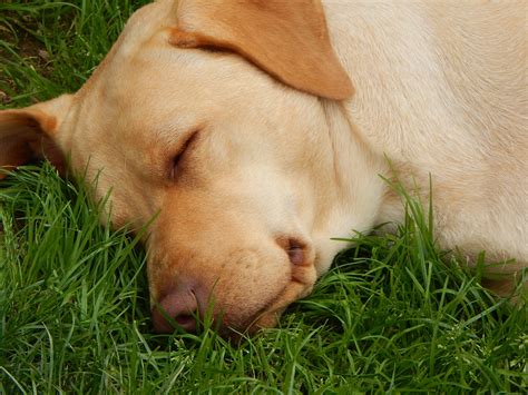 Free Images Grass Puppy Nose Sleep Snout Skin Vertebrate