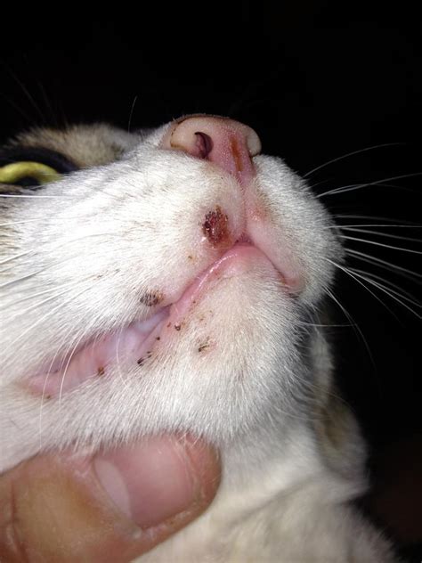 Cat Acne Chin Causes Cat Meme Stock Pictures And Photos