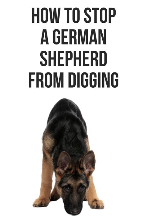 Pin On German Shepherd Tips