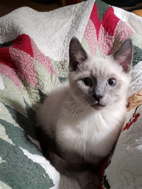 Siamese Cat Rescue Center