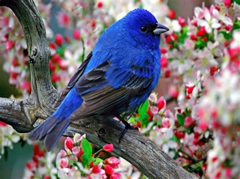 13 Beautiful Hd And 4k Wallpapers Of Exotic Birds That You