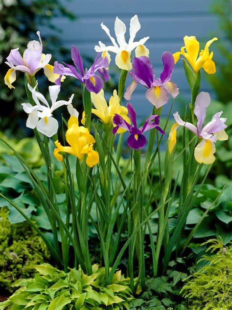 Dutch Iris Bulbs Mixed Shop Top Quality Flower Bulbs Dutchgrown™