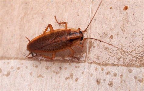 Getting Rid Of Roaches For Good In Your Tracy Home