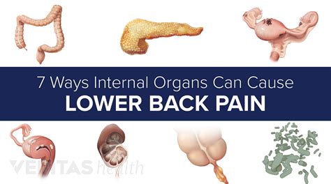 Organs In Lower Back Female Female Lower Abdominal Organs Download