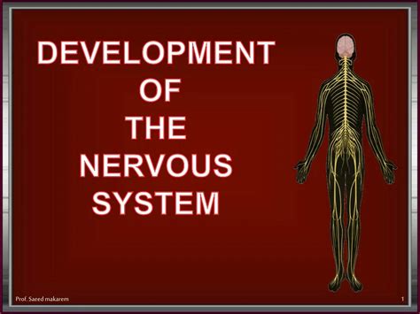 Ppt Development Of The Nervous System Powerpoint Presentation Free