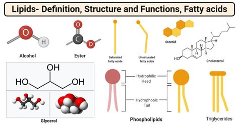 Lipids Definition Structure Types And Functions 2023