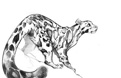 Animal drawings big cats snow leopard. Animal Blog: Clouded leopard (+extra big tail)