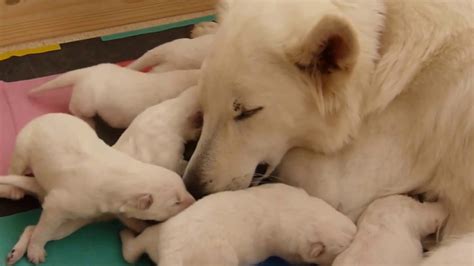 C'est un chien plutôt robuste qui peut toutefois se montrer sensible voire légèrement craintif à l'âge adulte. Berger blanc suisse et ses chiots - YouTube