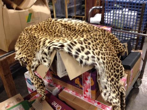 Leopard Hide Trade On The Rise 10 Skins Seized In Odisha In 10 Days