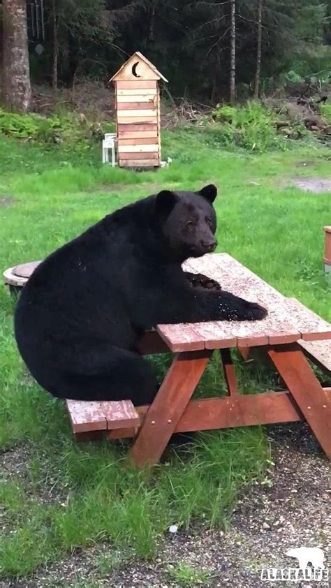 The Alaska Life Black Bear Sitting At Picnic Table In Juneau Alaska