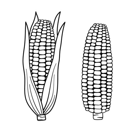 Corn Outline Simple Illustration For Menu Hand Drawn Line Sketch Corn Cob In Leaves And Naked