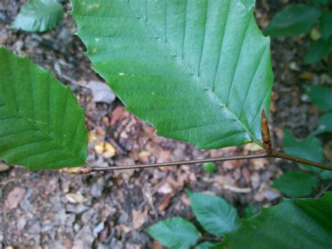 Sighting Fagus Grandifolia At 42411 72524 Plantshare Go Botany