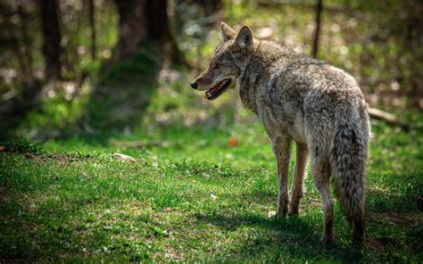 What Impact Do Coyotes Have On Virginias Deer Virginia Dwr