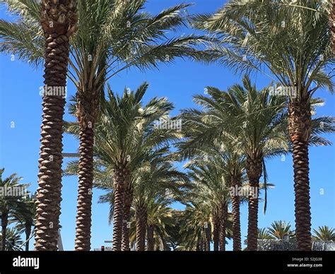 Palm Trees Southern California Stock Photo Alamy