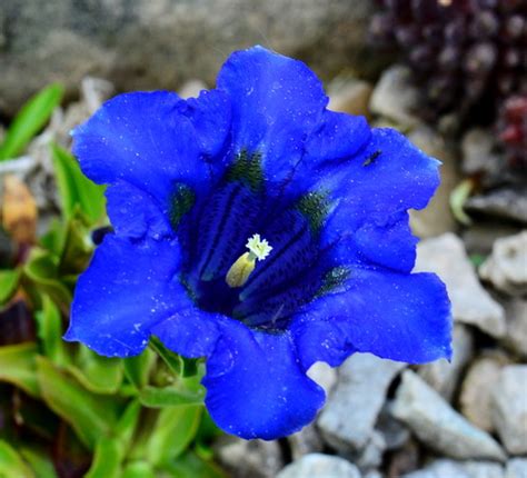 Gentiana Angustifolia The Blue Trumpet Gentian Ontario Rock Garden