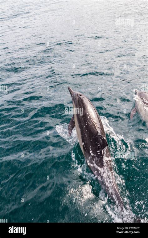 Dolphins Jumping Out Of The Water Hi Res Stock Photography And Images