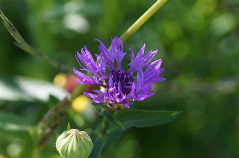 Cornflowerbluemeadowcloseviolet Free Image From