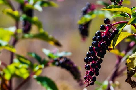 How To Identify Elderberries A Visual Guide Chromatin Health Network