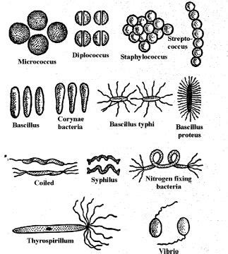 Explore Kingdom Monera Protista And Fungi And Their Characteristic My