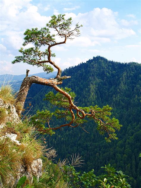 Pieniny Na Sokolicy 747 M Npm Pieniny Polskie Krajobrazy