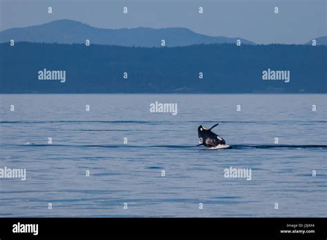 Orcas Swimming In The Strait Of San Juan De Fuca Stock Photo Alamy