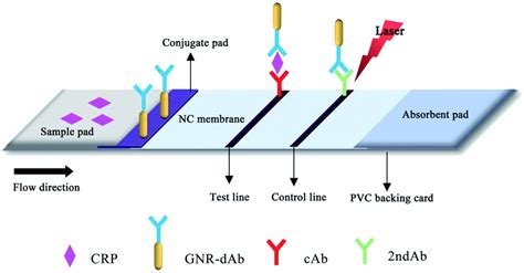 Development Of A Gold Nanorod Based Lateral Flow Immunoassay For A Fast