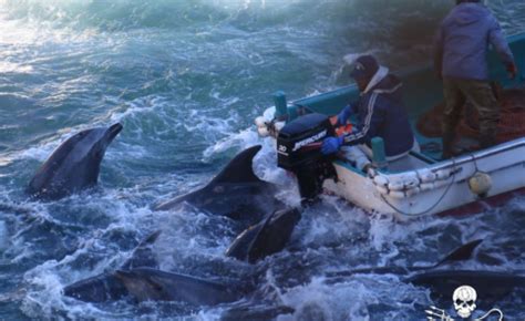 Taiji Japans Dolphin Slaughter Continues