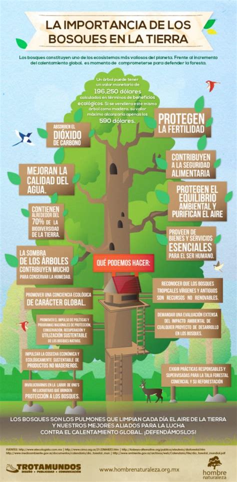 Infografía La Importancia De Los Bosques En La Tierra
