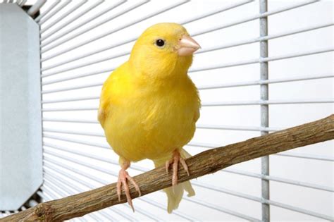These furry, feathered and scaly friends went on to win a wood pencil in the 2019 d&ad awards in london for best illustration & moving image. Everything You Need For Your Pet Canary | Petbarn