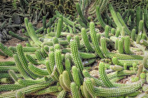 Snake Cactus Photograph By Elisabeth Lucas Fine Art America