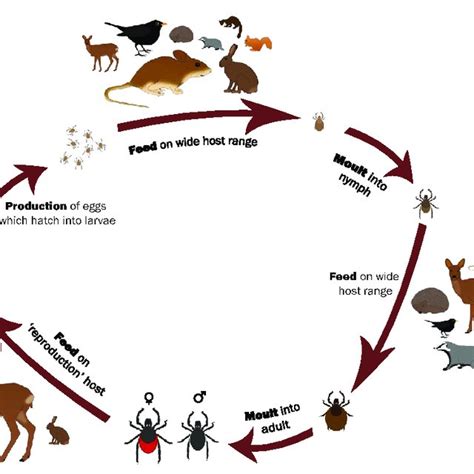 1 Schematic Representation Of The Life Cycle Of Ixodes Ricinus Ixodes