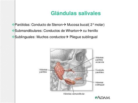 Patología Cavidad Bucal Y Glandulas Salivales Dr Fonseca