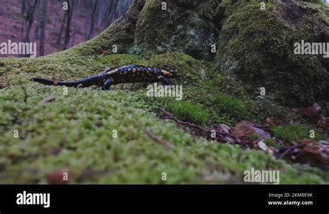 Fire Salamander Salamandra Salamandra On Moss Stock Videos Footage