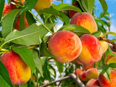 Famous Fruits Of Uttarakhand Information