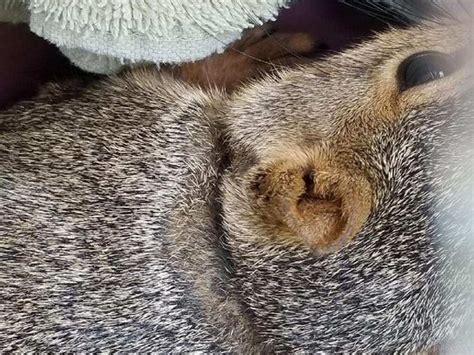 Strange Squirrels Found With Collars Bells Are Mystifying An Iowa