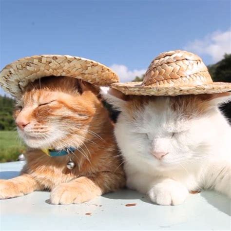 Cute Straw Hat Design Cute Cats Hats Animals Beautiful